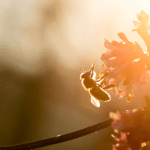 Morguard Helps Save The Bees